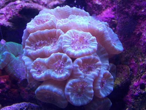 candy cane coral